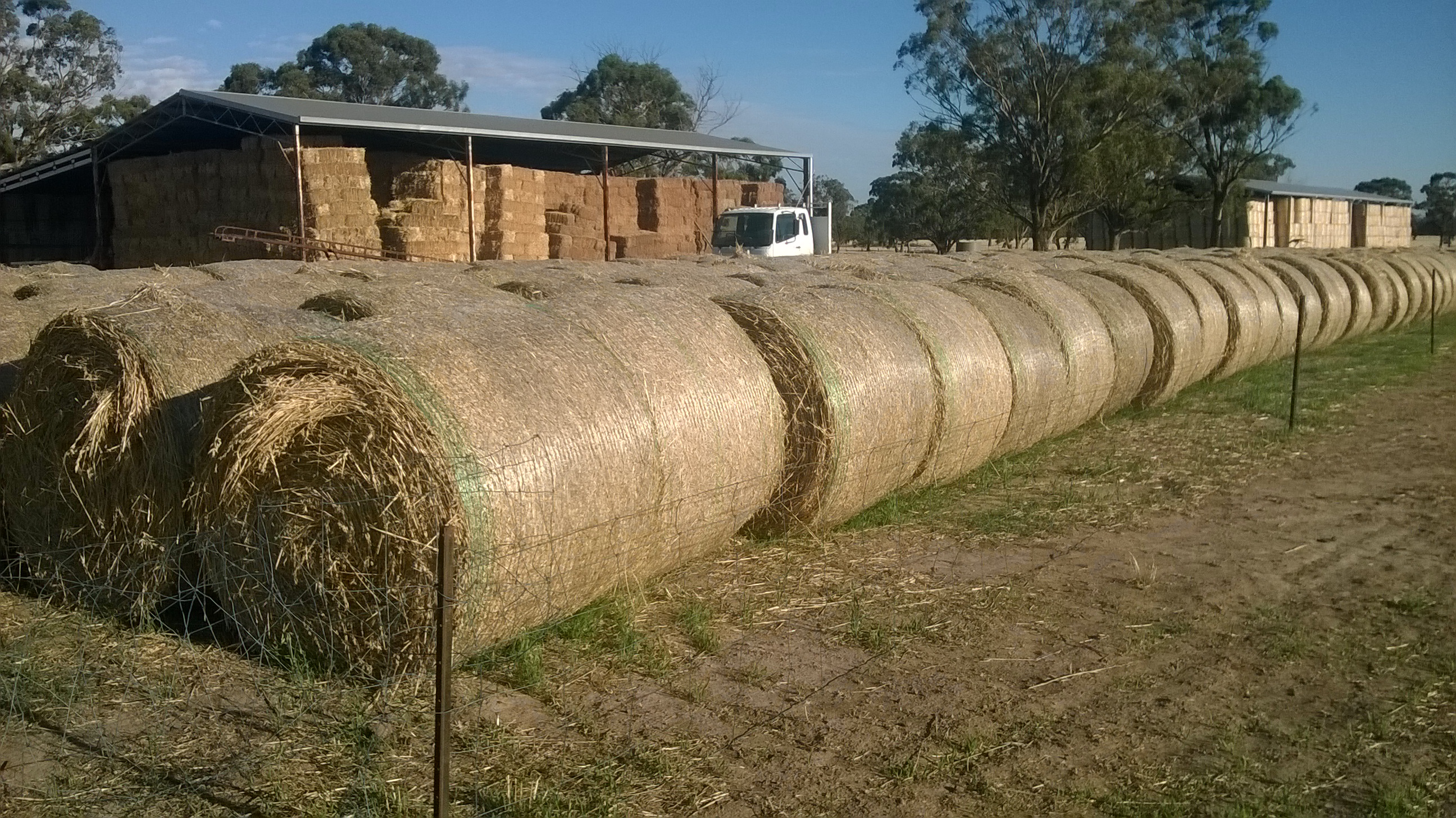 Oaten Hay Rolls 5x4 Net Wrapped Hay & Fodder Oaten Hay For